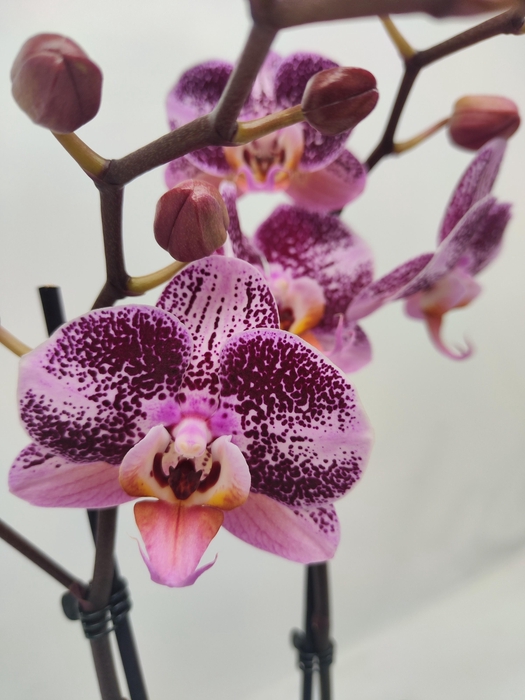 <h4>Limited 58 week 2</h4>