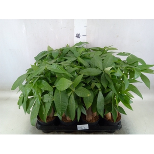 Pachira aquatica