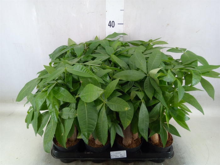<h4>Pachira aquatica</h4>