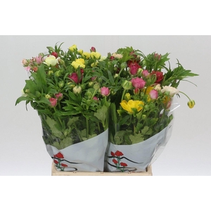 Ranunculus Butterfly Mix in Fust