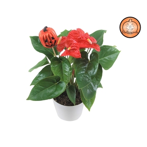 Anthurium XL.9 Jambo Red 14cm met pompoen bijsteker