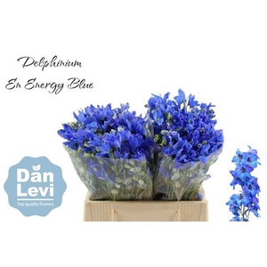 DELPH EN ENERGY BLUE