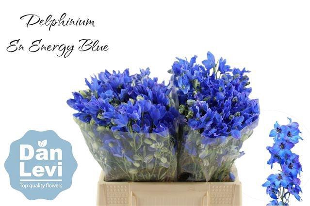 <h4>DELPH EN ENERGY BLUE</h4>