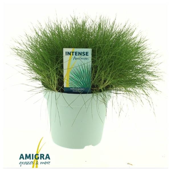 Festuca gautieri AmiGreen®