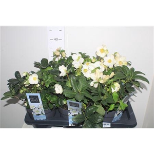 Hell Ni Chr Carol 5-6