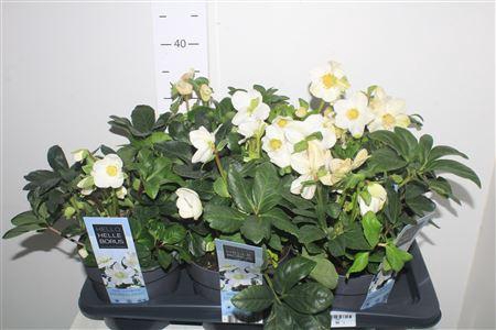 Hell Ni Chr Carol 5-6