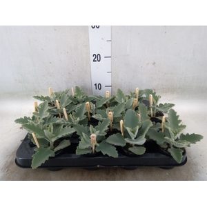 Kalanchoe NF beharensis