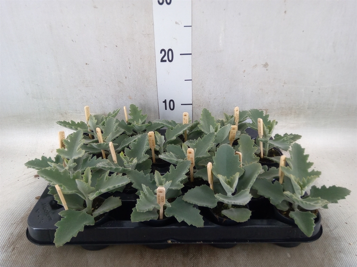 <h4>Kalanchoe NF beharensis</h4>