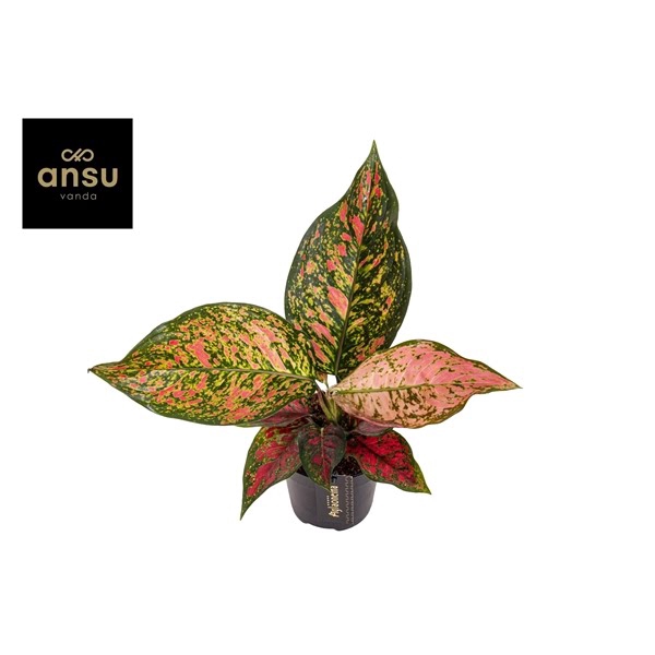 <h4>Aglaonema Coral Red</h4>