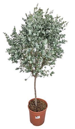 <h4>Eucalyptus Gunnii Stem</h4>