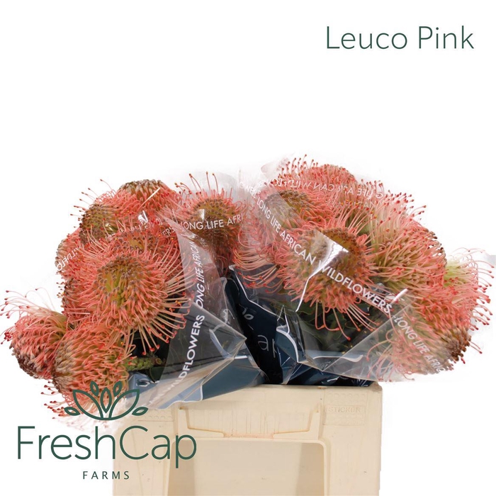 <h4>Leuco Pink</h4>