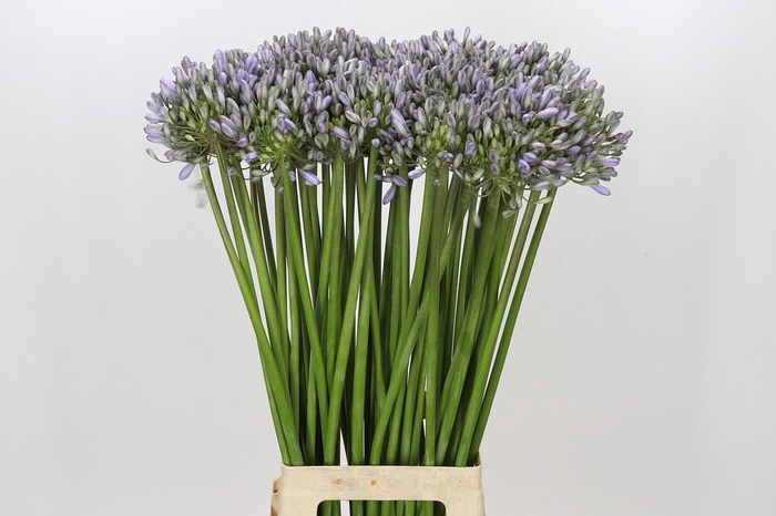 <h4>Agapanthus Silberpfeil</h4>