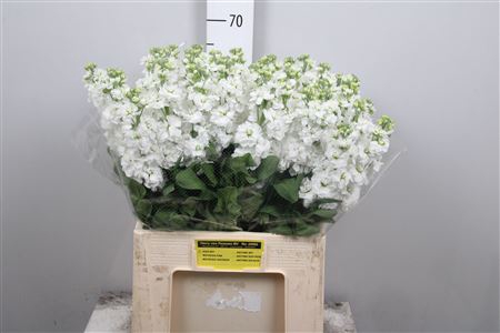 Matth Aida White