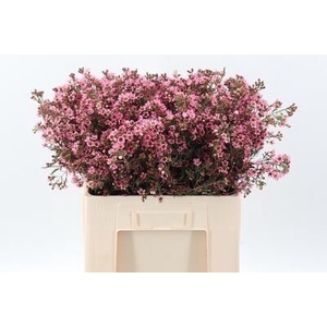 Cham Sarah's Delight