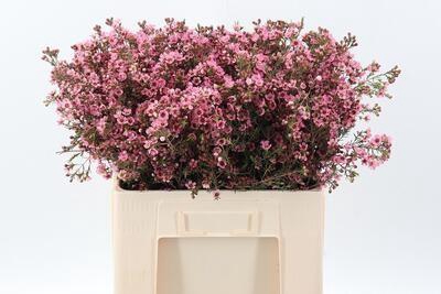 <h4>Cham Sarah's Delight</h4>