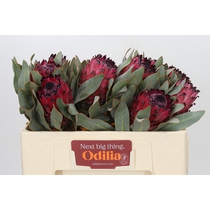 Protea Barbigera Ruby Princess Air