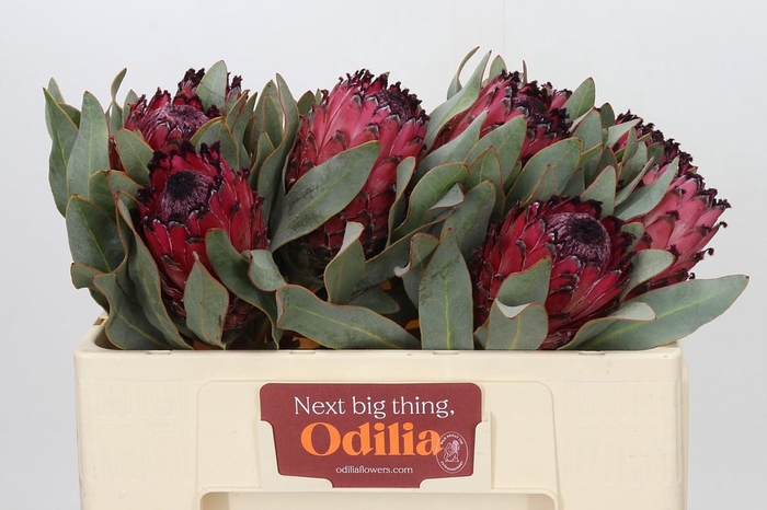 <h4>Protea Barbigera Ruby Princess Air</h4>