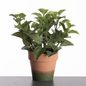 AF Mint in pot H27cm Green