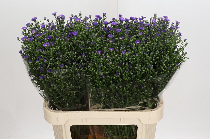 <h4>Aster Casamare</h4>