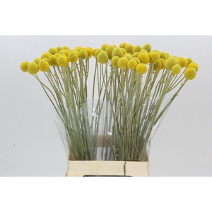 Craspedia Globosa Paintball Globe