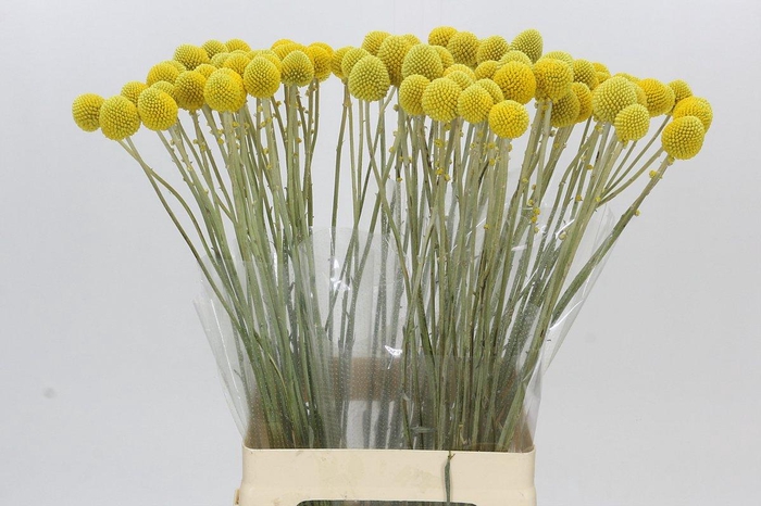 Craspedia Globosa Paintball Globe