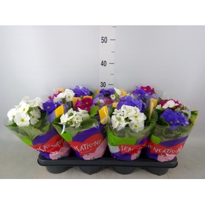 Primula obcon. 'Touch Me Sensation'