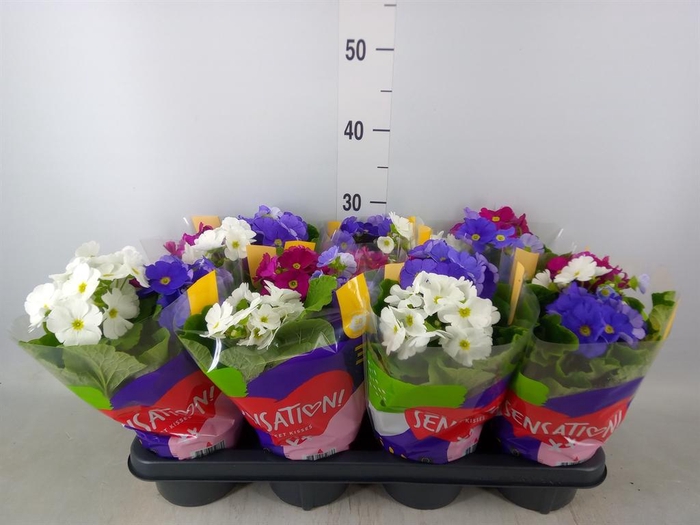 <h4>Primula obcon. 'Touch Me Sensation'</h4>