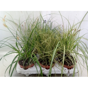 Carex   ...mix