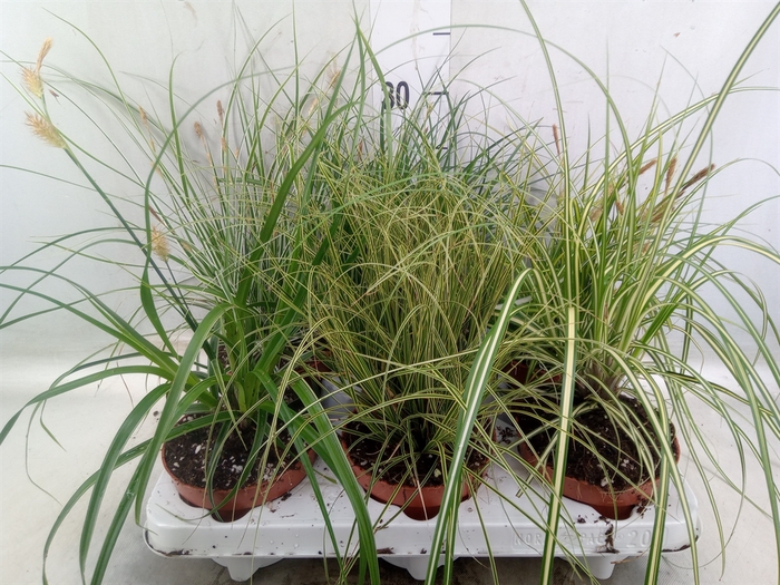 <h4>Carex   ...mix</h4>