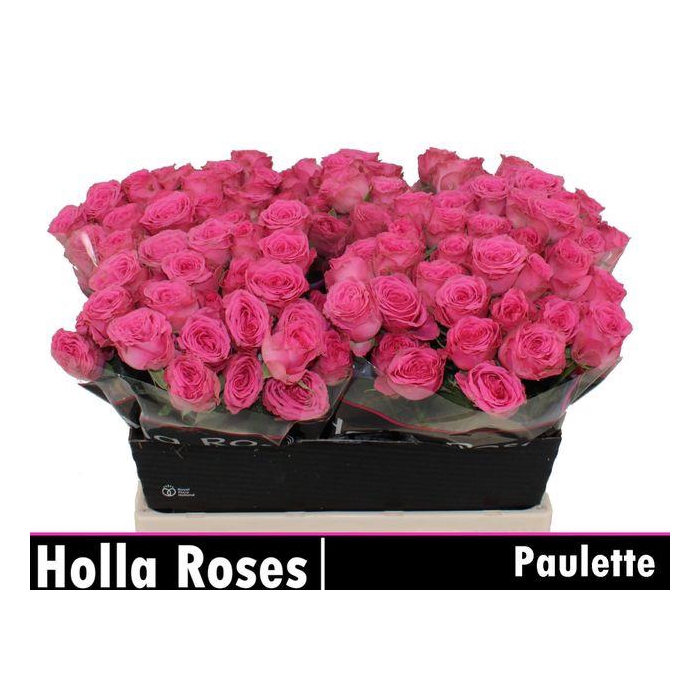 <h4>R TR PAULETTE!</h4>