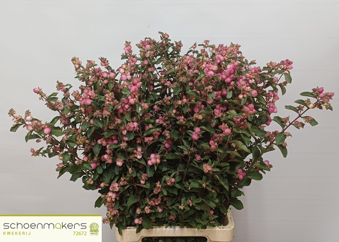 <h4>SYMPHO MAG RUBY FALL</h4>