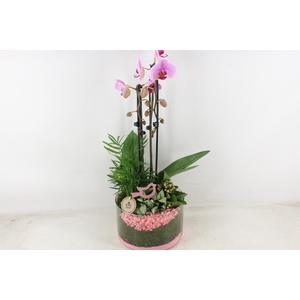 arr2 PL - Glas cilinder phal. roze