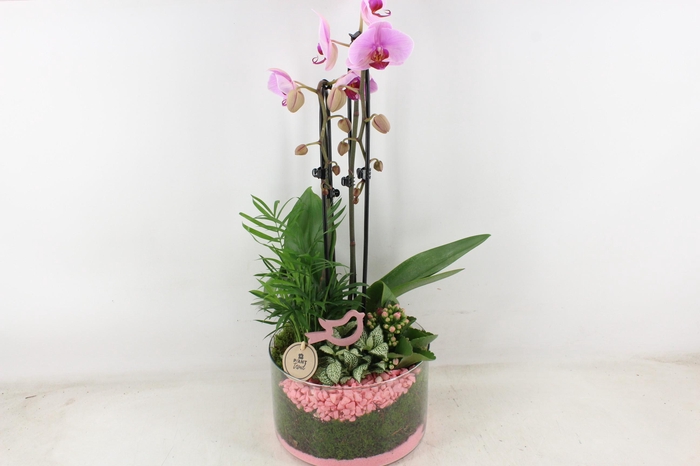 <h4>arr2 PL - Glas cilinder phal. roze</h4>