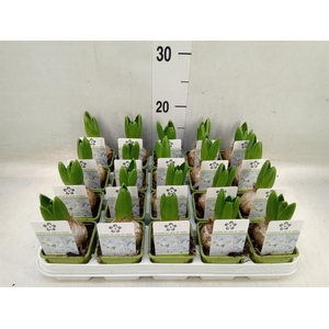 Hyacinthus orie. 'Pearl White'