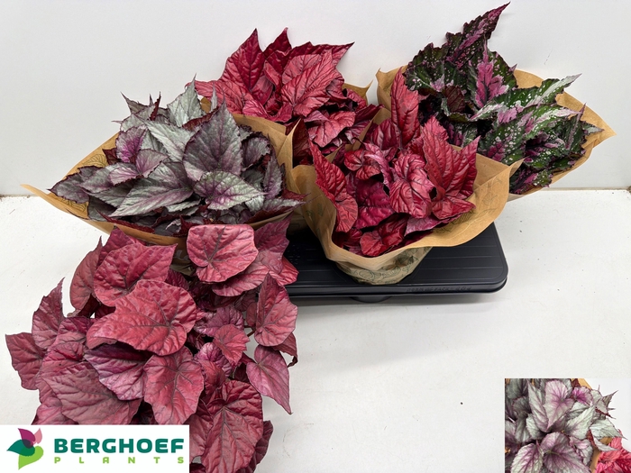 <h4>BEG BEL GEM</h4>