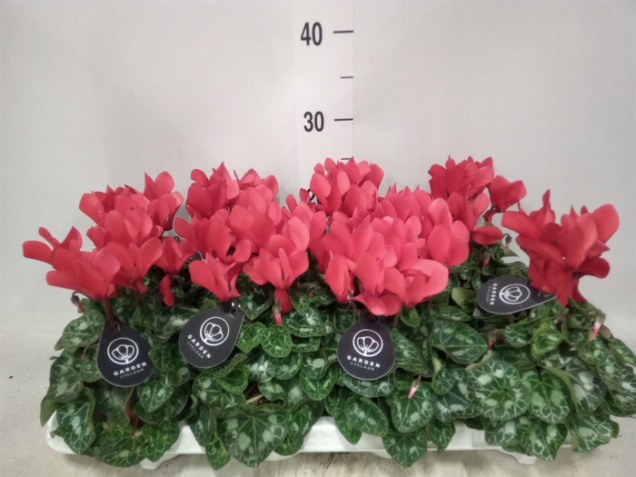 <h4>Cyclamen MD   ...patio</h4>