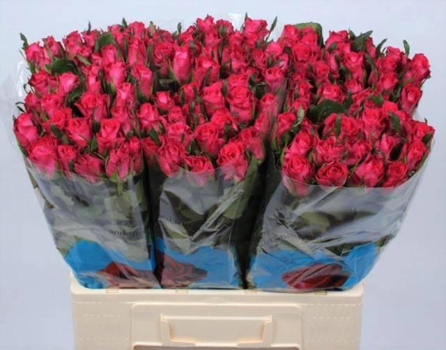 <h4>R GR ORCHESTRA</h4>