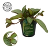 Episcia Overig Tierra Menta