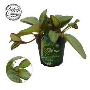Episcia Overig Tierra Menta