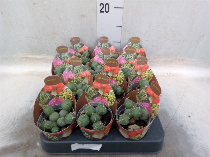 <h4>Cactus   ...</h4>