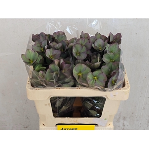 HELL FRK PENNYS PINK