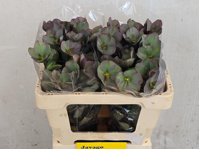 <h4>HELL FRK PENNYS PINK</h4>