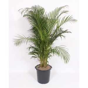 Dypsis lutescens 'Areca'