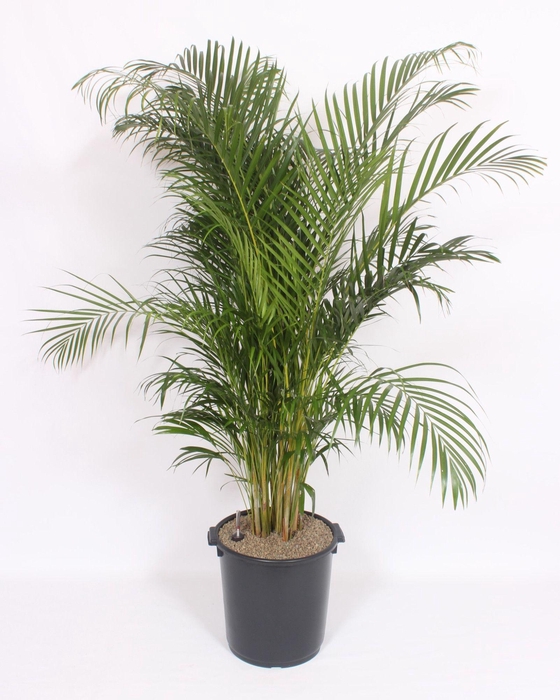 <h4>Dypsis lutescens 'Areca'</h4>