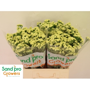 LIM S STARLIGHT WING