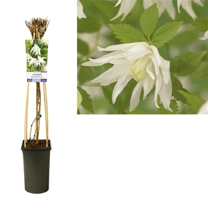 Clematis alp. 'Albina Plena' +light label