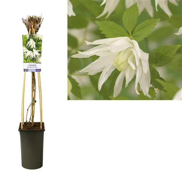 <h4>Clematis alp. 'Albina Plena' +light label</h4>