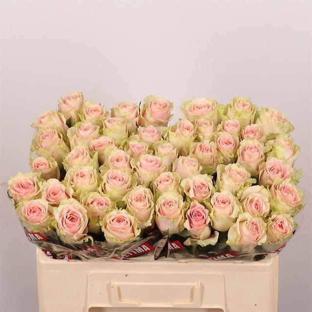 <h4>R GR FRUTTETO</h4>