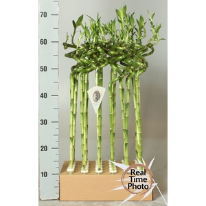 DRA LUCKY BAMBOO