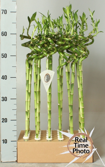 <h4>DRA LUCKY BAMBOO</h4>